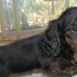 Benda - Dachshund