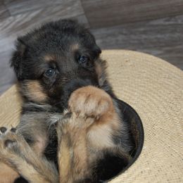 Grey - Black and tan male German Shepherd puppy in San Antonio, Texas from Von Arc German Shepherds