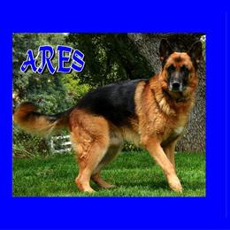 Ares - German Shepherd
