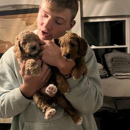 Goldendoodle and Poodle Puppies from Krispydoodle