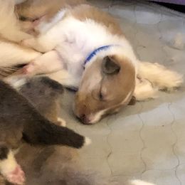 Collie Puppies from Highland Moor Kennel