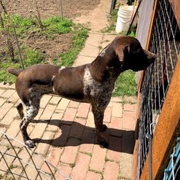 Jack - German Shorthaired Pointer