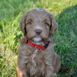 Australian Labradoodle Puppies from Chestnut Hill Australian Labradoodles