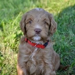 Australian Labradoodle Puppies from Chestnut Hill Australian Labradoodles