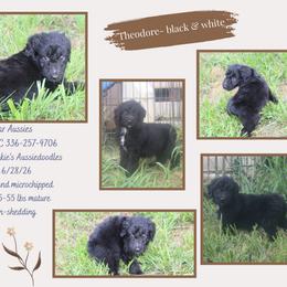 Theodore Rosevelt - Black tri-color male Aussiedoodle puppy in Asheboro, North Carolina from Stellar Aussies