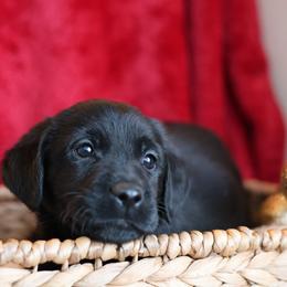Blitzen - Black male Labrador Retriever puppy in Williamston, Sc, South Carolina from Dutton Dog Co & Dalla Grazia Doberman
