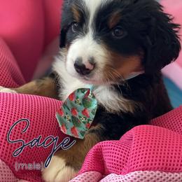 Bernedoodle and Bernese Mountain Dog Puppies from Faith and Family Farm