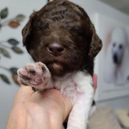 Purple Collar - Parti male Poodle puppy in Colorado Springs, Colorado from Silly's Standard Poodles