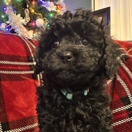 Cavalier King Charles Spaniel and Cavapoo Puppies from PJE Cavs and Poos