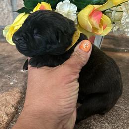 Yellow collar - Black brindle female Cane Corso puppy in Tucson, Arizona from Cane Corso Friends