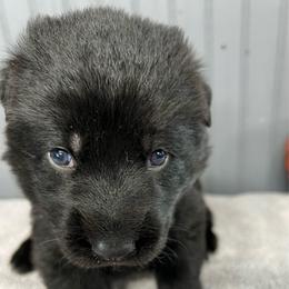Girl 1 - Black female German Shepherd puppy in Sharon Grove, Kentucky from Julie’s Shepherds