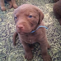 Blue - Brown male Chesapeake Bay Retriever puppy in De Forest, Wisconsin from Rennocks Top Of The Marsh Chesapeake Bay Retrievers
