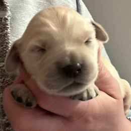 Boy 1 - Light golden male Golden Retriever puppy in Vienna, Maine from France Family Goldens