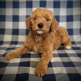 Mary Sanderson - Red  female Goldendoodle puppy in Coarsegold, California from Hobbit Hollow Acres