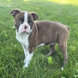 Keeper - Seal brindle and white female Boston Terrier puppy in Charlotte, Michigan from Blue Diamond Danes