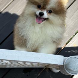 Beau - Orange parti male Pomeranian puppy in Zionville, North Carolina from Shaner Poms