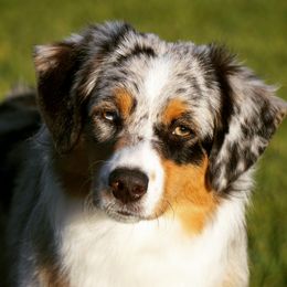 Miniature American Shepherds from Wx Kennels