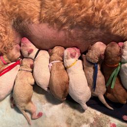 Orange Collar - Red  male Goldendoodle puppy in Watertown, New York from True Friend Doodles