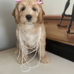 Goldendoodle Puppies from Deerly Doodles
