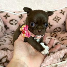 Astrid - Chocolate female Chihuahua puppy in Mesa, Arizona from Arizona Dream Chihuahuas
