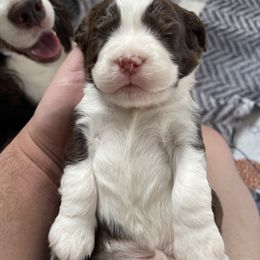 English Springer Spaniel Puppies from Divine Springers