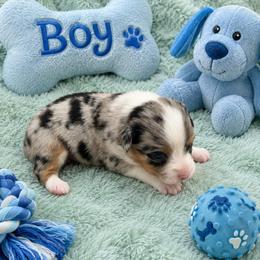 Talon - Blue merle male Miniature American Shepherd puppy in Covington County, Alabama from Sweetbay Aussies/ Miniature American Shepherds