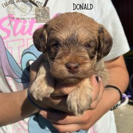 Donald - Sable male Schnoodle puppy in Sedalia, Missouri from Farmer Brown's Puppies