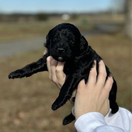 Coal - Black male Goldendoodle puppy in Fairmount, Georgia from Muscadine Meadows Farm