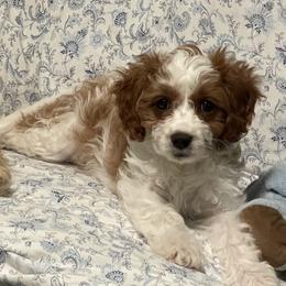 Rumi - Blenheim female Cavapoo puppy in Conklin, Michigan from Lake Michigan Couture Cavapoos & Cockapoos