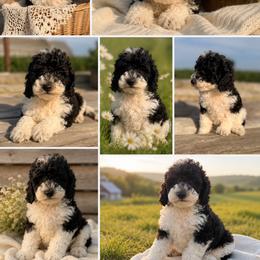 Chloe - Parti female Poodle puppy in Somerset, Kentucky from Hilltop Doodles KY LLC