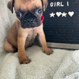 Girl 1 - Fawn female Pug puppy in Norborne, Missouri from Pug Palace