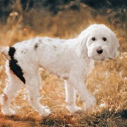Luna - Sheepadoodle