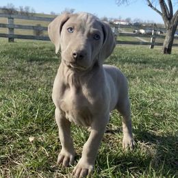 Long Haired Weimaraners and Weimaraners from Heavy Hollow Farm