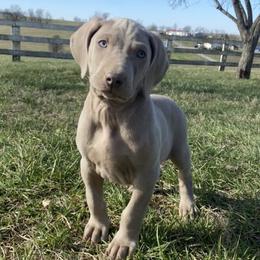 Long Haired Weimaraners and Weimaraners from Heavy Hollow Farm