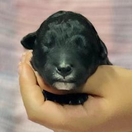 Male 3 - Black male Assorted Doodle Crosses puppy in Kansas City, Missouri from Beary GoldenDoodles