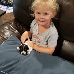 Miniature Schnauzer Puppies from Dees Schnauzers