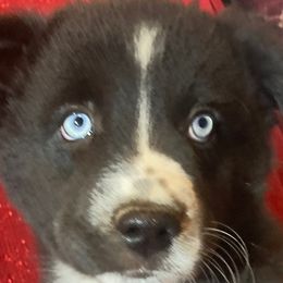 Lizzy - Black tri Miniature Australian Shepherd puppy in Granbury, Texas from Jubilee Acres