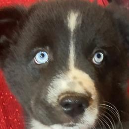 Lizzy - Black tri Miniature Australian Shepherd puppy in Granbury, Texas from Jubilee Acres