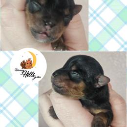 Rori - Black and tan male Yorkshire Terrier puppy in Moses Lake, Washington from Harmony Hills Yorkies