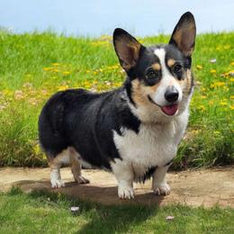 ero - Pembroke Welsh Corgi