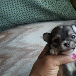 Chihuahua Puppies from Chilove Chihuahuas