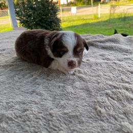Blaze - Red & white male Miniature Australian Shepherd puppy in Oroville, Washington from High Mountain Aussies