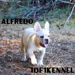 American Pit Bull Terrier, French Bulldog, and Staffordshire Bull Terrier Puppies from Pacific Wonderland French Bulldogs