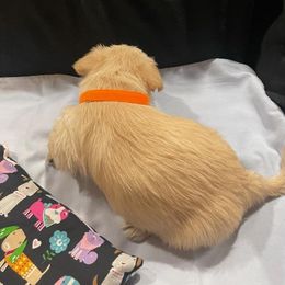 Scottish Terrier Puppies from Moos Scotties
