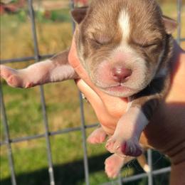 Maddox - Red and white male Siberian Husky puppy in Bingham, Illinois from Siberian Instincts Kennel