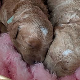 Cavapoos and Goldendoodles from BestieDoodles