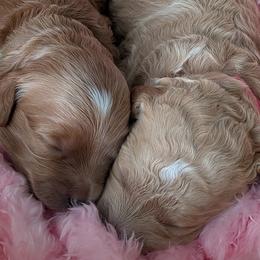 Cavapoos and Goldendoodles from BestieDoodles