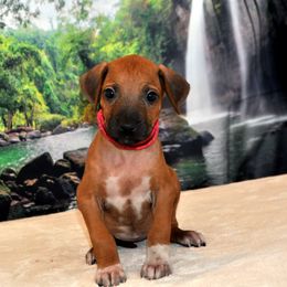 Rhodesian Ridgeback Puppies from Diane Quitoni