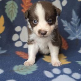 Waffle - White and red male Border Collie puppy in East Brady, Pennsylvania from Riverwood
