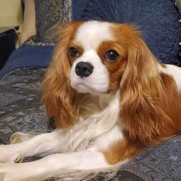Percy Ellis - Cavalier King Charles Spaniel